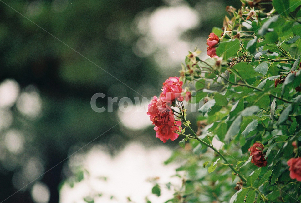 film photography,landscape photography,pink,flower photo,light,bokeh,bokeh of light,summer,flower,Emotional photo,film camera