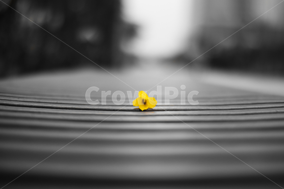 봄,꽃,개나리,노란색,흑백,감성,느낌,봄,계절,spring,season,식물,자연,plants,nature,꽃,flower,감성,sensible,feeling
