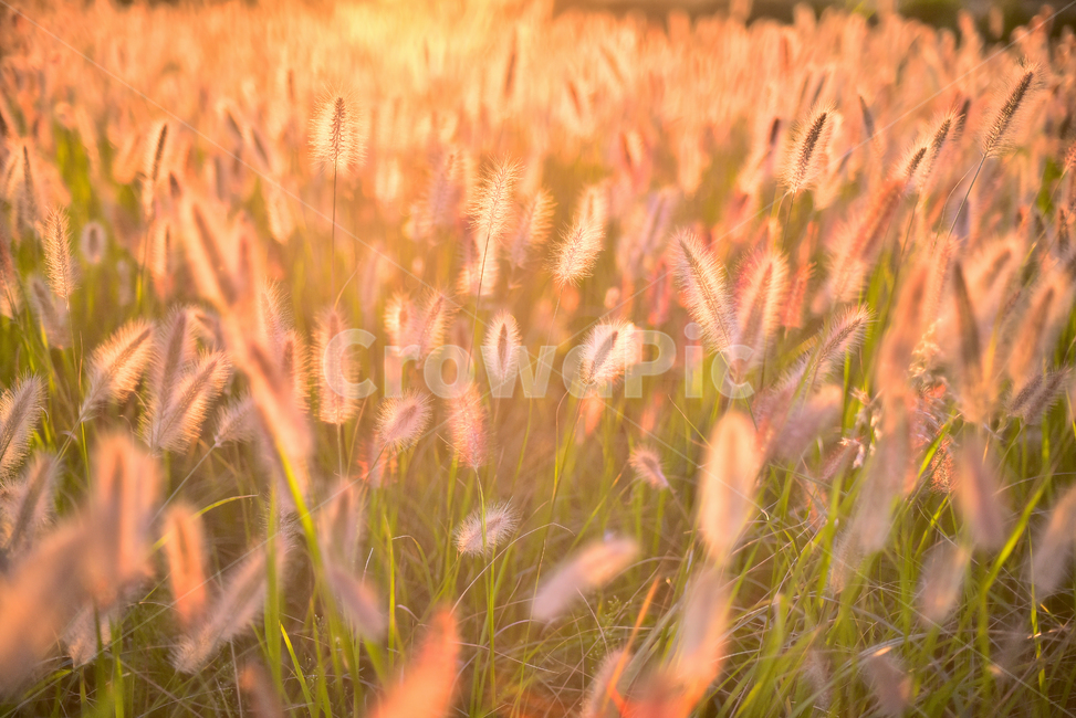 가을,가을배경,감성사진,수크령,석양,일몰,들판,초지,background,season,시즌,계절,야외,옥외,들녘,해질녘,해질무렵,들꽃,식물,야생화,들풀,가을분위기,가을느낌,배경,바탕,백그라운드,green,10월,9월,autumn,fall,plant,blossom,일년초,잡초,목초,grass,솜털,느낌,필링,분위기,emotional,sensible,feeling,핑크색,분홍색,pink,가을,계절,fall,autumn,season,자연,풍경,nature,landscape,한국자연풍경,한국자연경관,korea nature landscape,식물,plants,잔디