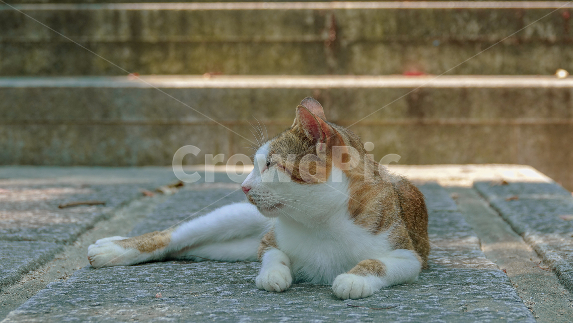 고양이,일본고양이,길고양이,cat,kitty,mammal,kitten,pet,냥이,animal,동물