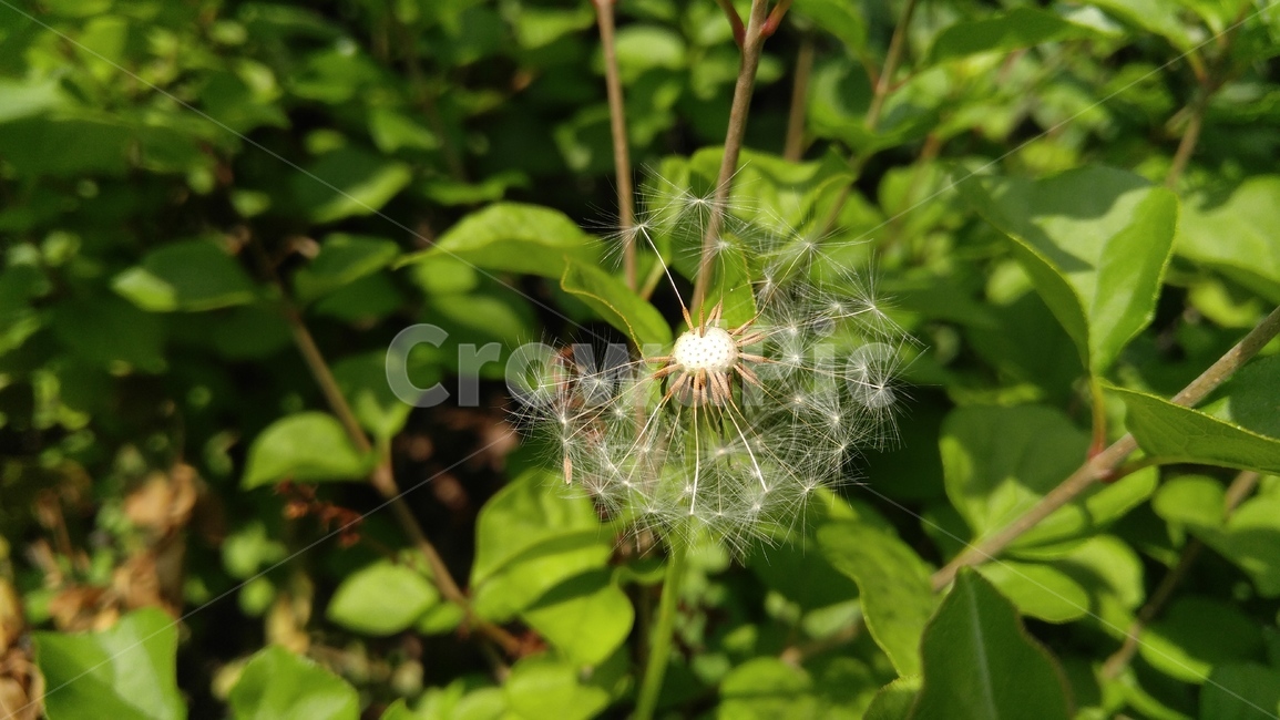 민들레,민들레홀씨,홀씨,씨앗,식물,녹색,잎,dandelion,seed,flants,green