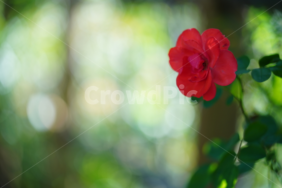 장미,꽃,플라워,식물,생물,생명,flower,plant,식물,자연,plants,nature,꽃,flower