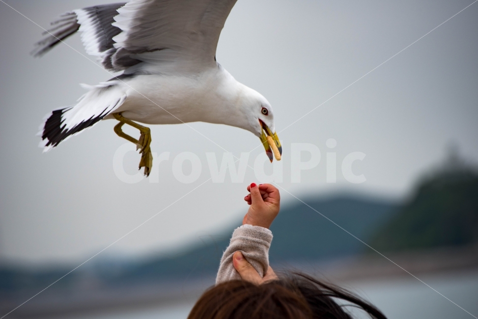 갈매기,스냅,새우깡,바다,여행,동물,animal,조류,새,birds,사람,인물,인간,human,person,어린이,어린아이,child,children,kid