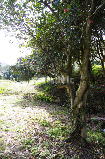 낙화,동백나무,동백꽃,꽃,flower,계절,봄,spring,식물,자연,plants,nature,나무,trees,wood