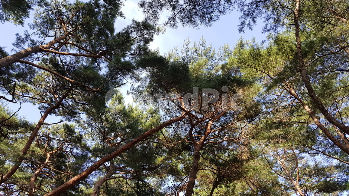 tree,나무,plant,식물,소나무,나무,trees,wood