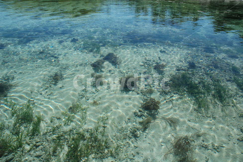 해초,해조,바다풀,피지,fiji,자연,풍경,nature,landscape,water,물,outdoors,옥외,sea,바다,ocean,대양,sea life,해양 생물,reef,암초,animal,동물