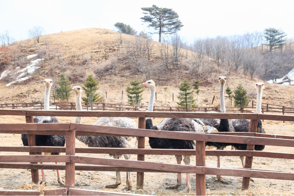 타조,조류,목장,타조목장,새,표정,얼굴,동물,동물원,목,자연,풍경,겨울,동물,animal,조류,새,birds