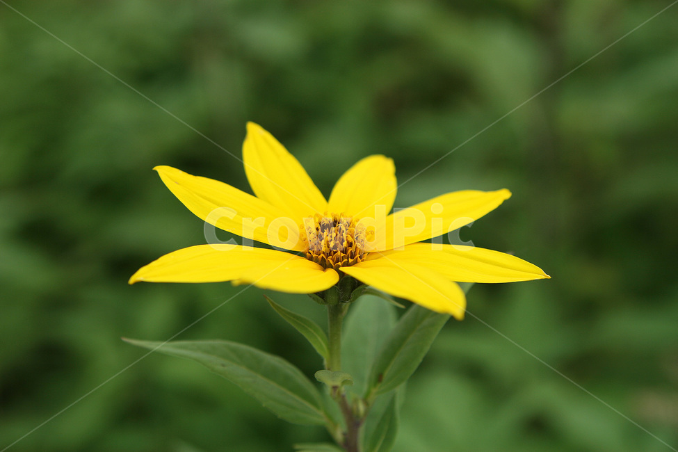 꽃,노랑꽃,가을꽃,식물,flower,식물,자연,plants,nature,꽃,flower