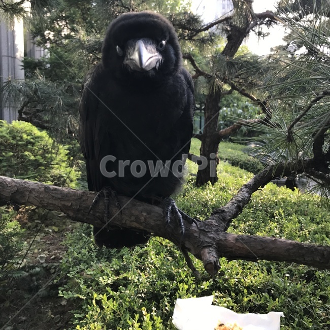 까마귀,새,bird,crow,animal