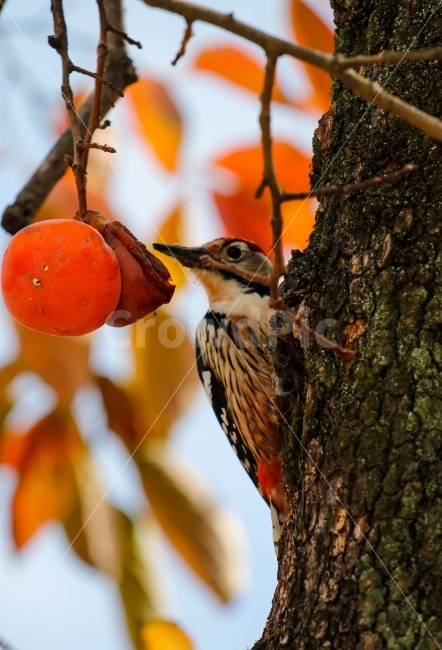 딱따구리,단풍,단감,사찰,가을,나무,풍경,새,동물,가을,계절,fall,autumn,season,동물,animal,조류,새,birds,과일,열매,fruit,plant,식물,food,음식,bird,persimmon,감