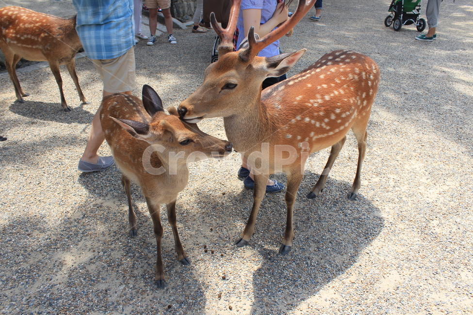 사슴,동물,영양,포유류,야생동물,가족,모성애,친구,animal,wildlife,mammal,antelope,deer,뿔,antler,동물,animal,포유류,mammal