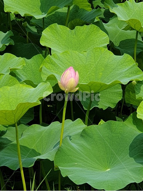백련,흰연꽃,연꽃,여름야생화,수생식물