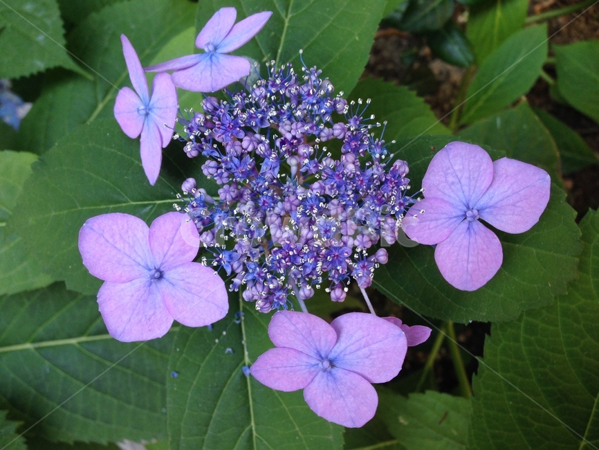 꽃,flower,화분,보라색,이쁨,식물,자연,plants,nature,꽃,flower
