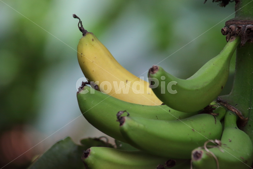 바나나,과일,fruit,banana,food,과일,열매,fruit