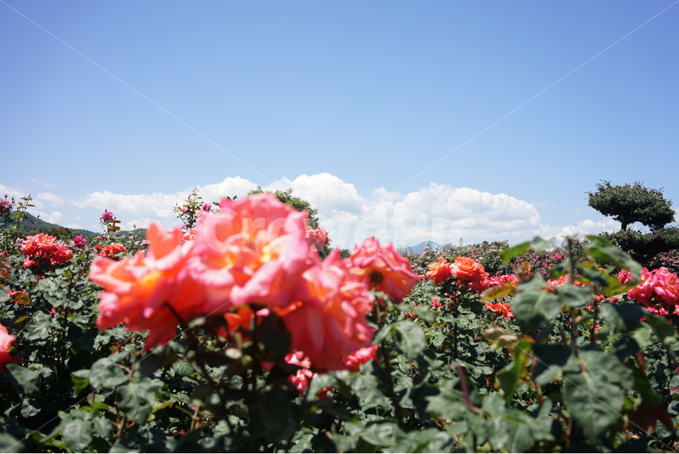 핑크,하늘,꽃,자연,장미,봄,계절,spring,season,식물,자연,plants,nature,꽃,flower,geranium,제라늄,plant,blossom