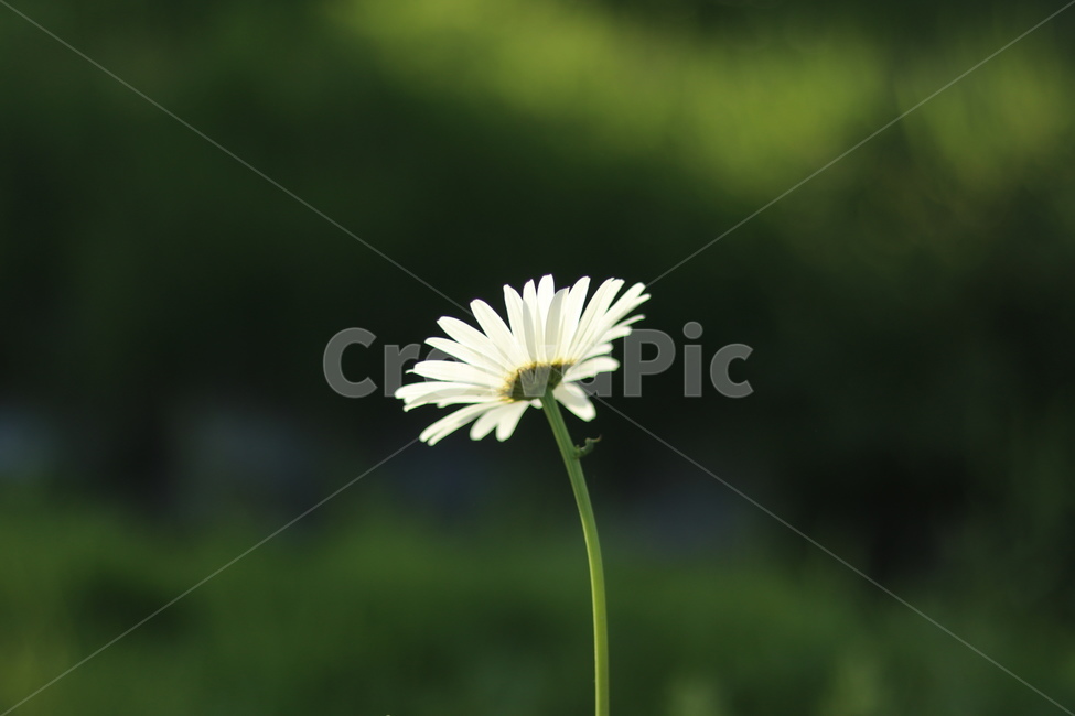 샤스타데이지,흰색,냇가,봄,빛,봄,계절,spring,season,식물,자연,plants,nature,꽃,flower,plant,blossom,daisy,데이지,daisies