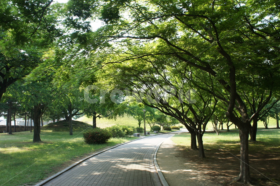 산책,길,숲,나무,여름,초록,그린,한국,대한민국