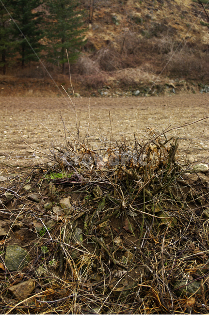 겨울,winter,나뭇가지,나무,풀,식물,자연,풍경,nature,landscape,ground,바닥