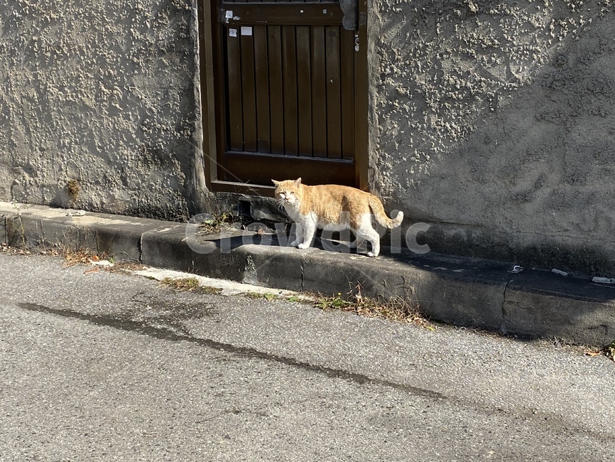 고양이,길고양이,길냥이,떠돌이,외로운,애완동물,동물,cat,animal,street,streetanimal
