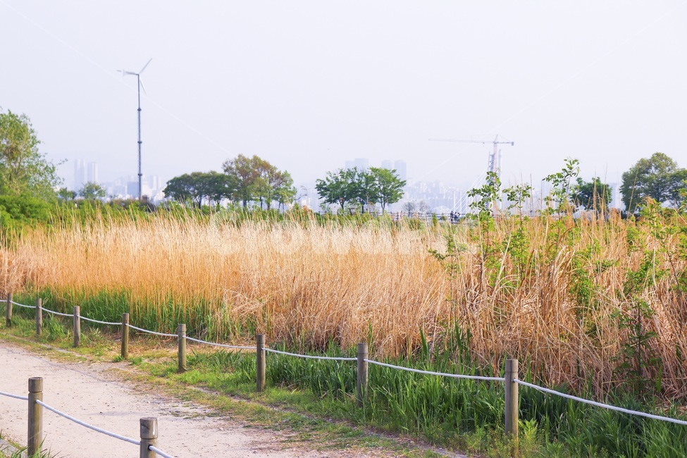 sky,natural,nature,grass,reed,sky park,scenery,park