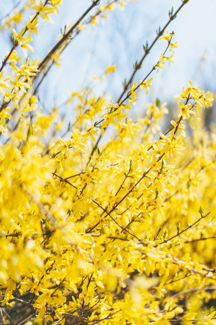 봄,봄꽃,꽃,flower,plant,식물,자연,개나리,forsythia,노란개나리,노란색,노란꽃