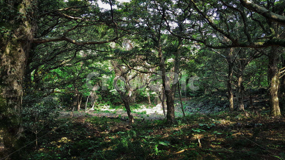 비자림,숲길,tree,나무,plant,식물,treetrunk,나무줄기,숲,자연,자연,풍경,nature,landscape,식물,plants,나무,trees,wood