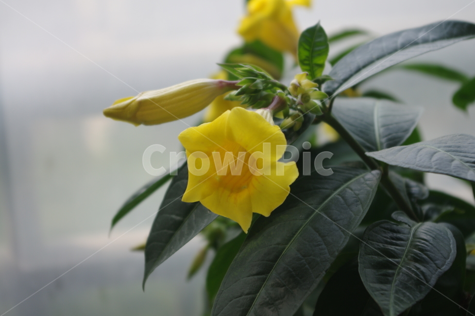 plant,식물,blossom,꽃,yellow,식물,자연,plants,nature,꽃,flower
