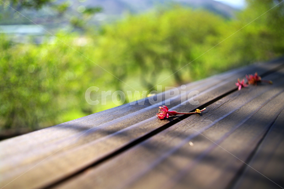 꽃,flower,꽃잎,봄,spring,초록,꽃,flower