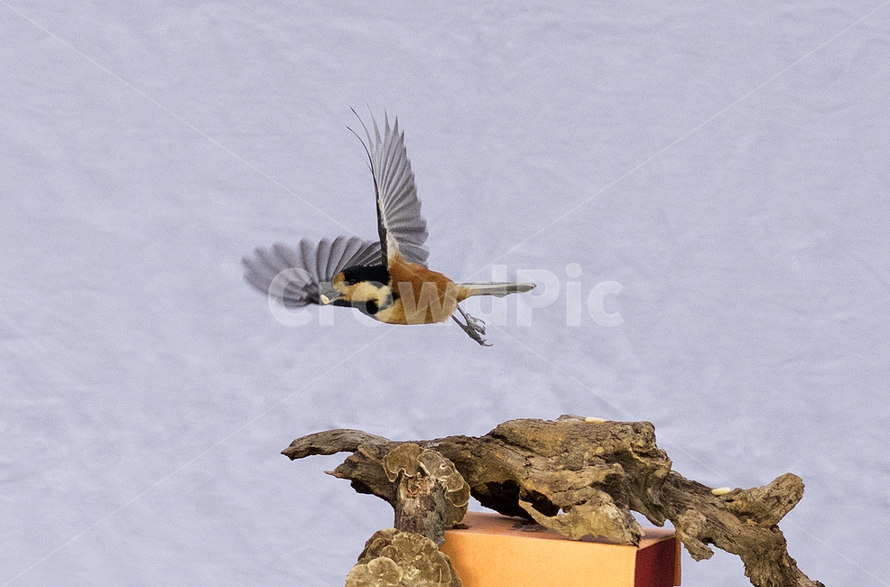 동물,새,bird,조류,딱새,박새,동물,animal,조류,새,birds