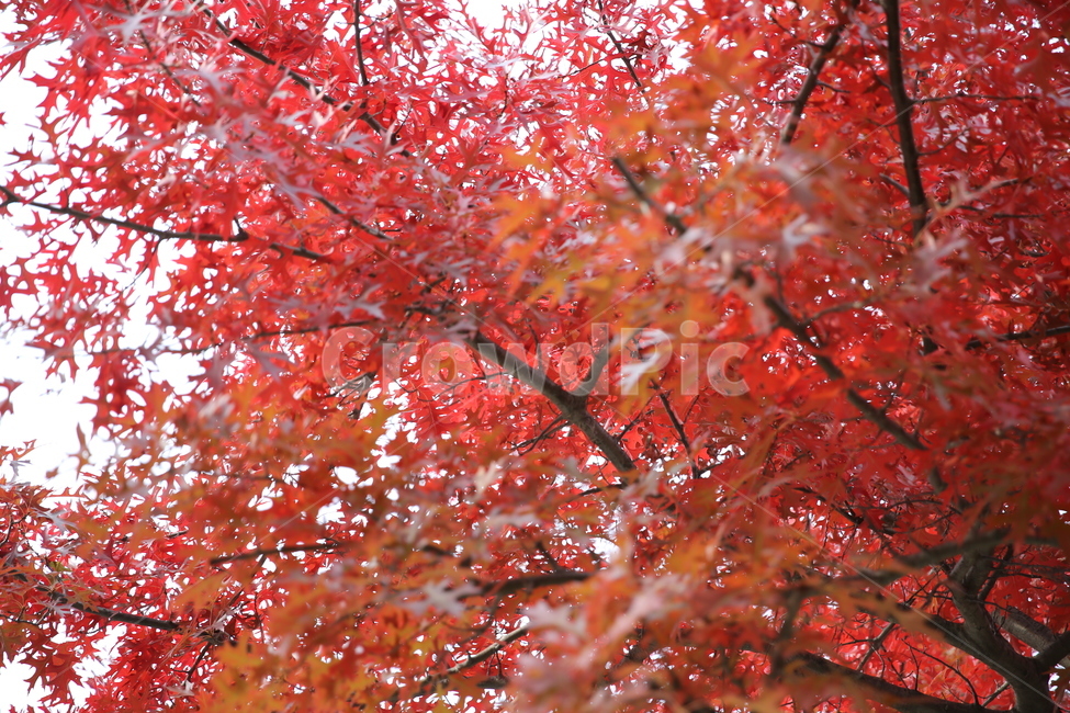가을,단풍,빨강,나무,붉게물든,가을,계절,fall,autumn,season,plant,식물,leaf,잎,tree,maple