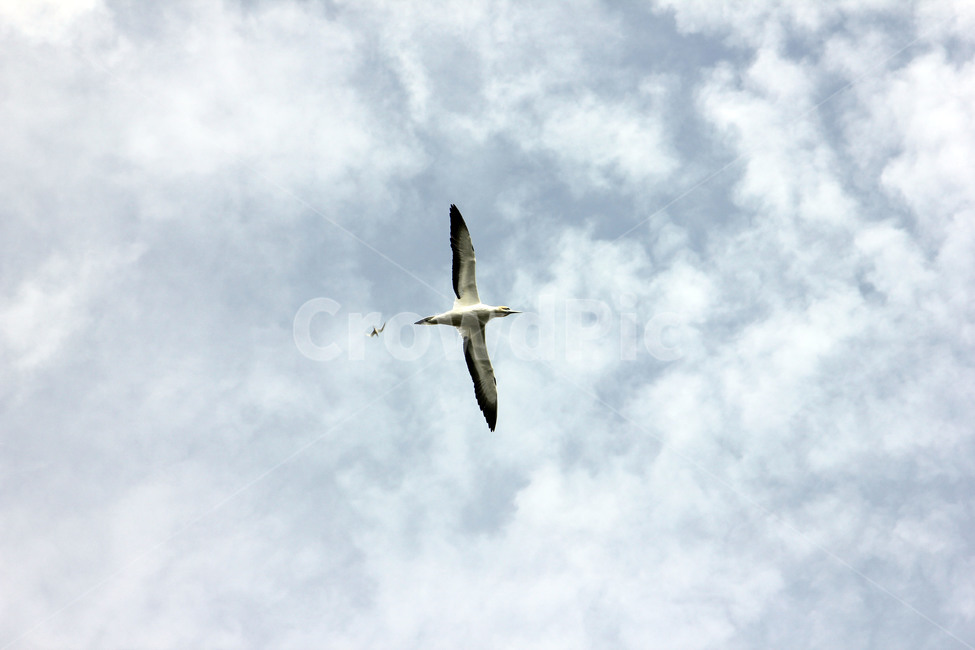 가넷,갈매기,새,garnet,seagull,gull,바다새,하늘,바다,둥지,동물,animal,조류,새,birds