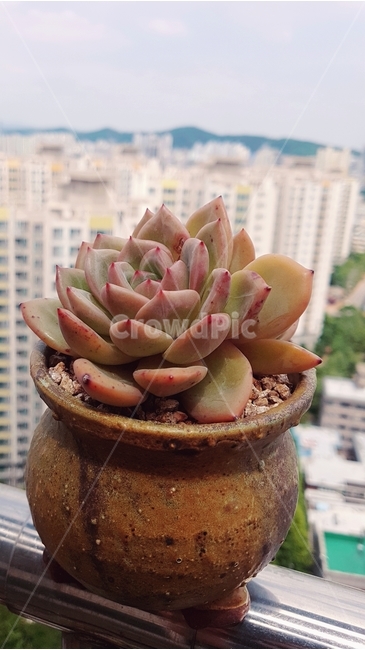 화분,하늘,화초,풍경,자연,식물,식물,자연,plants,nature,실내용화초,화분,화초,house plant