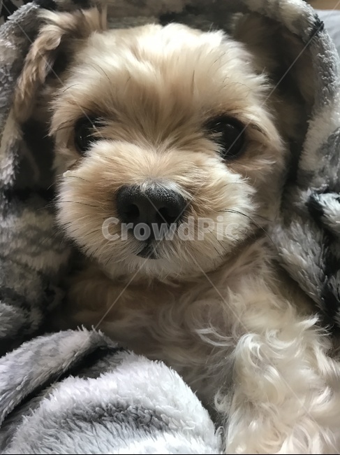 강아지,반려견,요크셔테리어,믹스견,댕댕이,동물,animal,포유류,mammal,개,강아지,dog,doggy