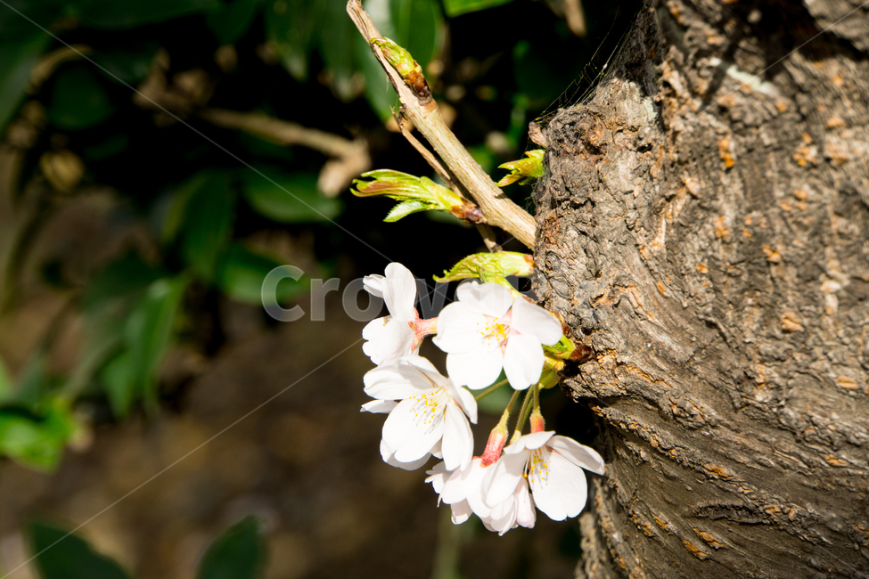 봄,벚꽃,식물,자연,근접촬영,울산,무거천,나무,봄,계절,spring,season,식물,자연,plants,nature,꽃,flower,plant