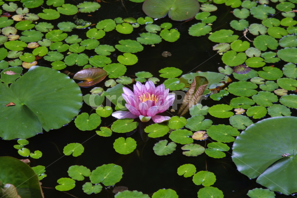plant,식물,flower,blossom,꽃,lily,백합,식물,자연,plants,nature,꽃,flower