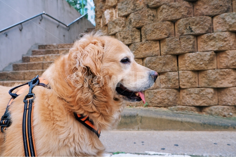 dog,골든리트리버,goldenretriever,pet,개,강아지,반려견,리트리버,산책,옆모습,동물,animal,개,강아지,dog,doggy
