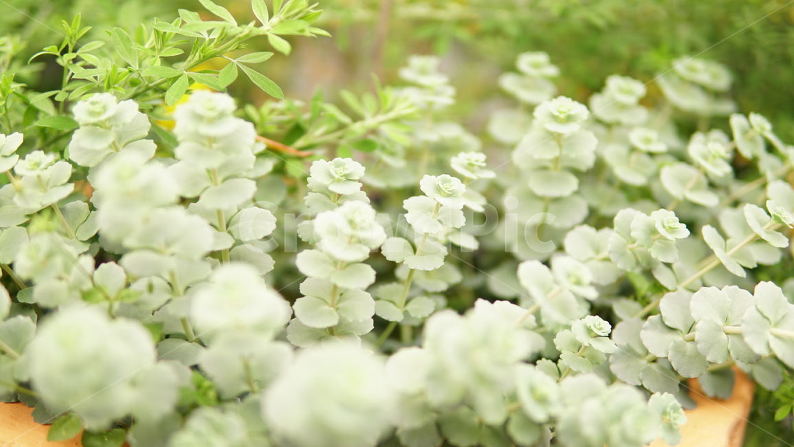 다육,초록,식물,다육식물,화분,식물,자연,plants,nature,꽃,flower