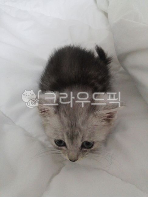 고양이,아기고양이,회색아기고양이,cat,kitten