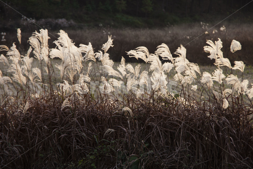 가을,추억,감성,갈대,정물,가을,계절,fall,autumn,season,자연,풍경,nature,landscape,식물,plants,grass,잔디,plant,lawn,reed
