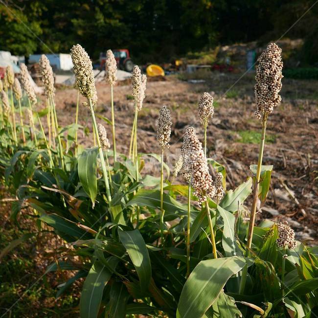 시골,시골동네,자연,식물,자연사진,식물,자연,plants,nature