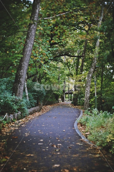 산책로,낙엽,tree,trail,green,fallenleaves,자연,풍경,nature,landscape,나무,plant,식물,tree trunk,나무 줄기
