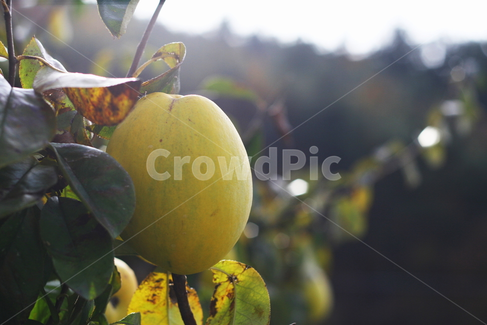 모과,가을,모과나무,수확,열매,가을,계절,fall,autumn,season,음식,식재료,요리,food,cook,meal,dishes,food reserves,과일,열매,fruit,plant,식물