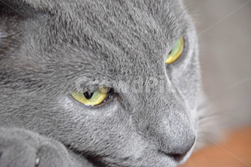 Pets,pet cat,cat,animal,butler,Ruian Blue