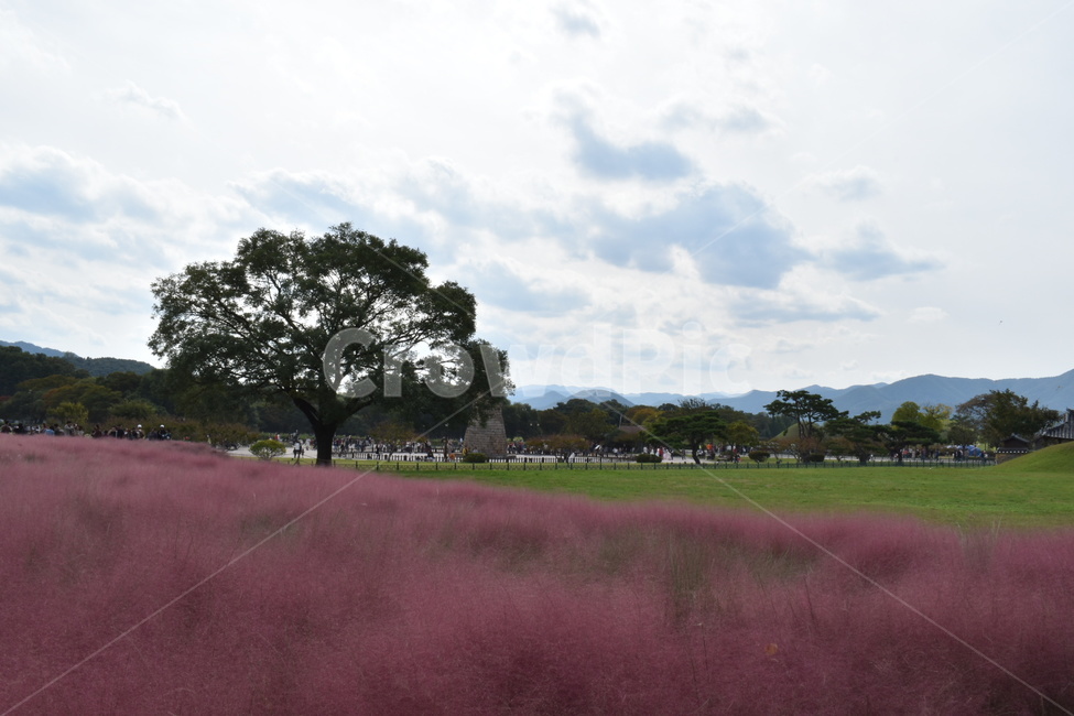 봄,핑크뮬리,경주,자연,힐링,가을,계절,fall,autumn,season,grass,잔디,plant,식물,outdoors,옥외,field,들