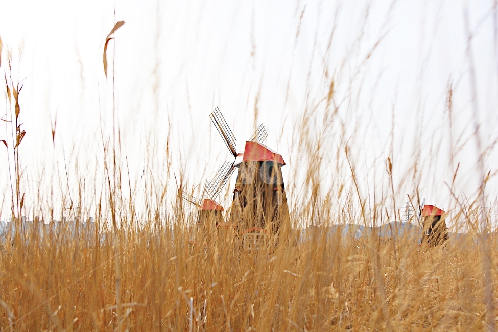 풍차,갈대,배경,자연,풍경,하늘,가을,계절,fall,autumn,season,자연,풍경,nature,landscape,grass,잔디,plant,식물,lawn