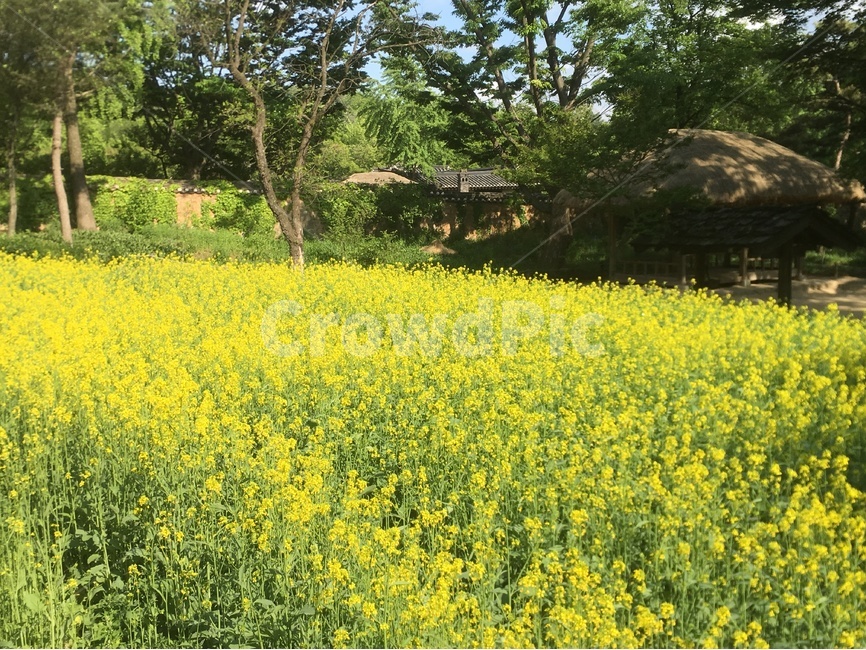 한국민속촌,유채꽃,축제,꽃,들꽃,노란꽃,민속촌,한국전통,한국문화,korean traditional,korean culture,식물,자연,plants,nature,꽃,flower