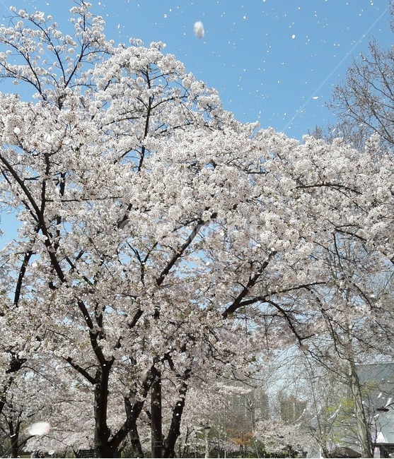 벚꽃,흰벚꽃,봄벚꽃,벚꽃나무,벚꽃잎