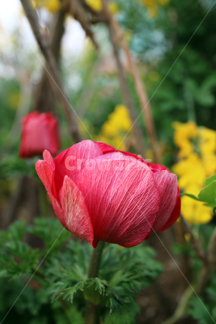 꽃,flowers,봄,계절,식물,자연,꽃밭,정원,아름다움,뷰티,배경이미지,백그라운드,배경,클로즈업,가드닝,텃밭,화려한,꽃잎,꽃송이,꽃봉오리,양귀비,양귀비꽃,빨강,빨간꽃,식물,자연,plants,nature,꽃,flower
