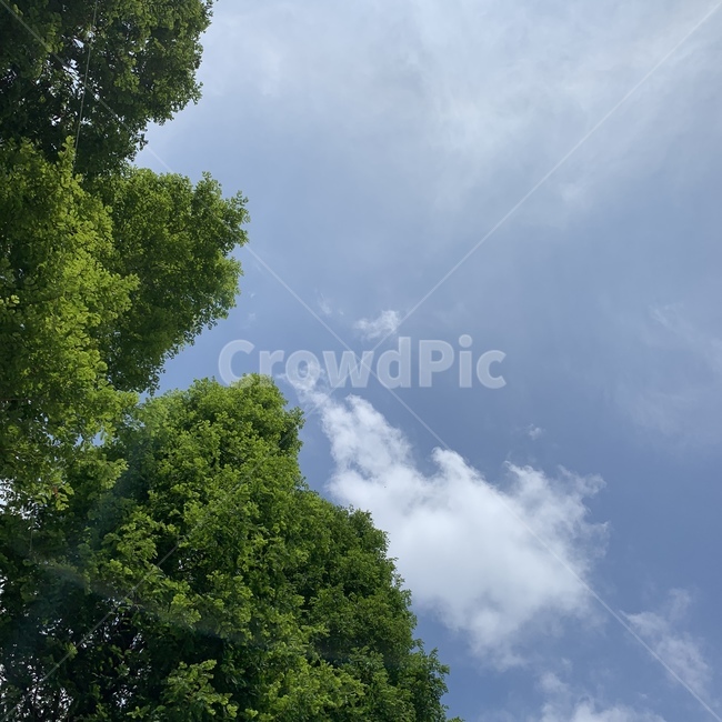여름,하늘,여름하늘,outdoors,옥외,plant,식물,tree,나무,nature,자연