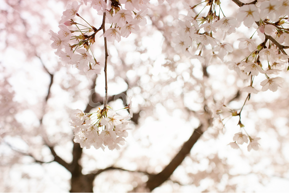 plant,식물,cherryblossom,벚꽃,flower,꽃,봄,봄꽃,식물,자연,plants,nature